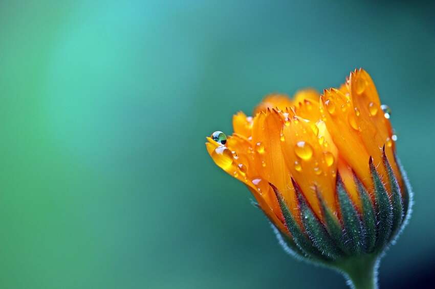 槛菊愁烟兰泣露(蝶恋花晏殊节奏划分)