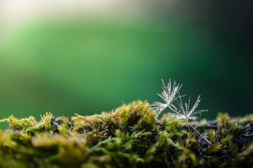 曹雪芹的诗(如果红楼梦中的诗词都是曹雪芹所作)