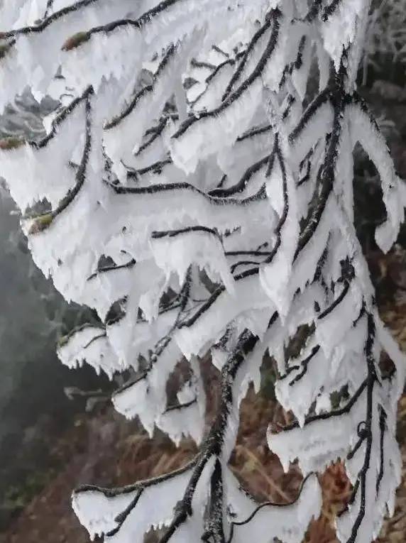 下雪啦！下雪啦！广东下雪了！广东冬天的第一场雪！