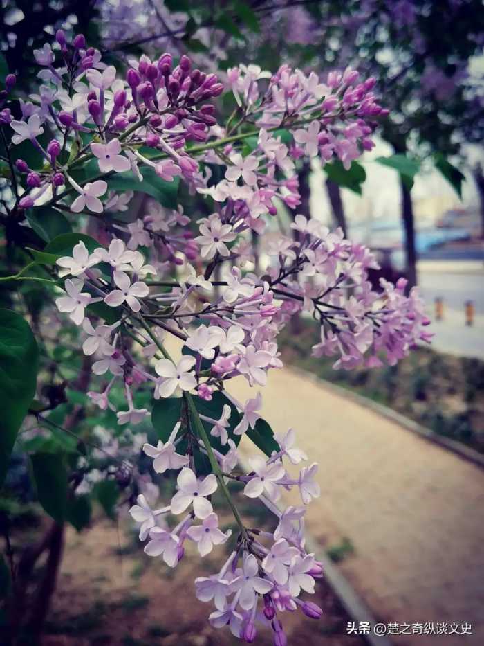 青鸟不传云外信，丁香空结雨中愁：南唐中主李璟二词赏析（其一）