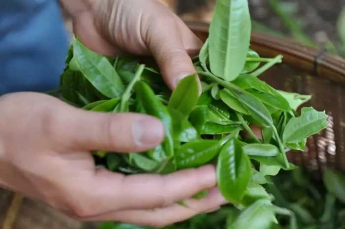 「普洱茶分类汇总」生茶张整理，一文看懂普洱茶的8个分类